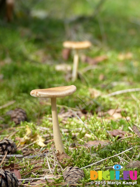 FZ020491 Mushrooms in the sun